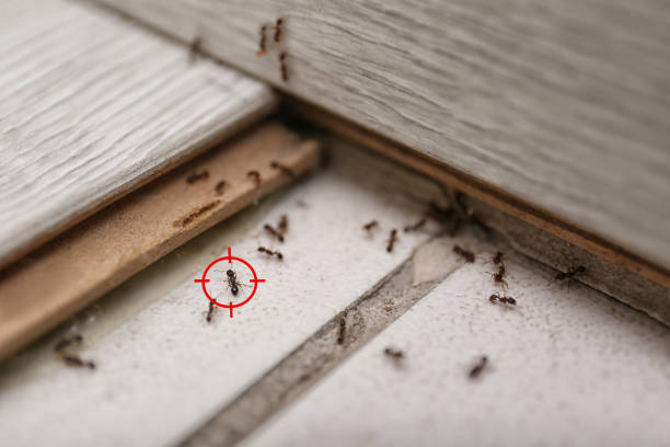 Best Pest Removal Services  in Reynoldsville, PA