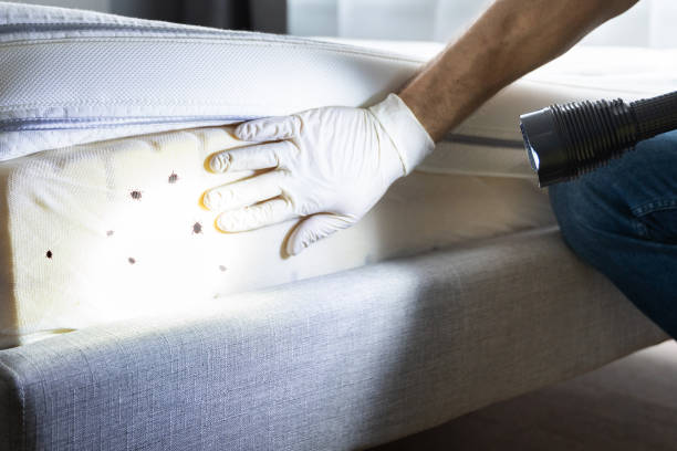 Best Emergency Pest Control  in Reynoldsville, PA