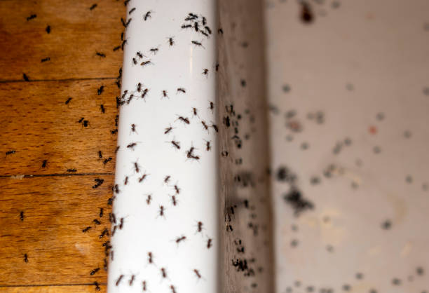 Best Flea Control Services  in Reynoldsville, PA