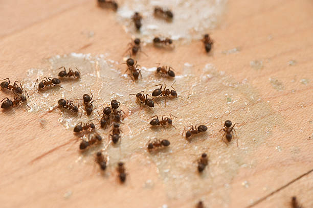 Best Cockroach Control Services  in Reynoldsville, PA