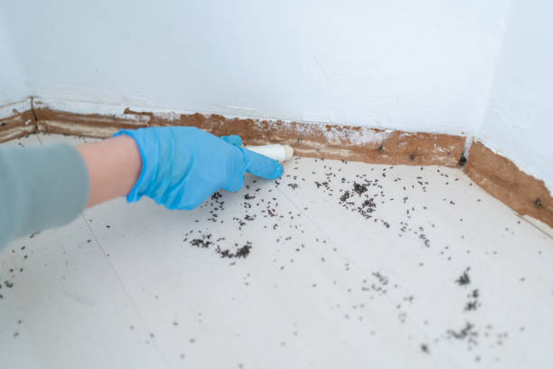 Best Wasp Removal Services  in Reynoldsville, PA